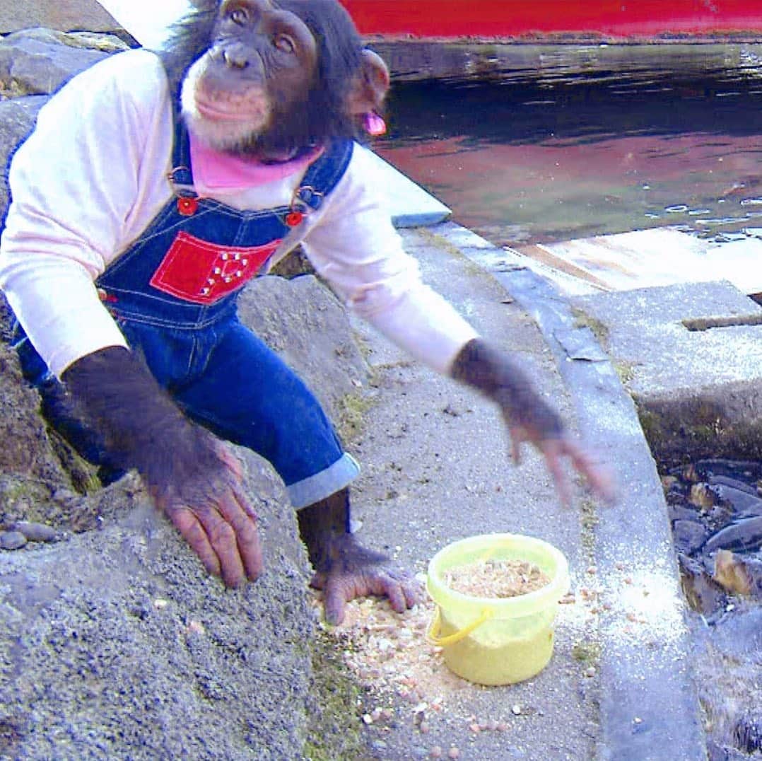 天才 志村どうぶつ園さんのインスタグラム動画 天才 志村どうぶつ園instagram 動物と話せるハイジsp 相撲を見ると大興奮する犬 志村どうぶつ園 ジャックラッセルテリア 相撲好き ジャンプする犬 ハイジ 12月14日放送 12月14日 14時44分 Minnano Zoo Ntv