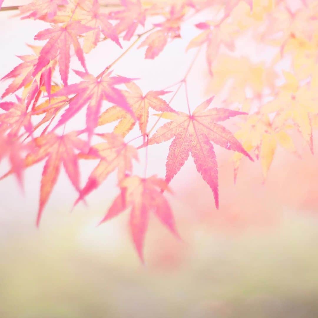 kiccyomuのインスタグラム：「☀️ 2019.11.30 Sat 京都の #紅葉 🍁 天気も良く色付きが ぶち綺麗やった #仁和寺 * 関東の紅葉🍁は… まだまだのようです😅 週末…明日も元気に🤗 * location #京都 撮影 11月21日」