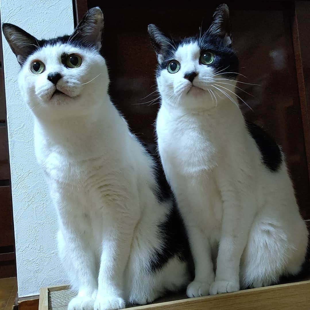 アトムとノエルさんのインスタグラム写真 - (アトムとノエルInstagram)「お久しぶりです！からの2ショット！！ #ねこ#猫#猫部#cat#pet」11月30日 18時58分 - atom.noel