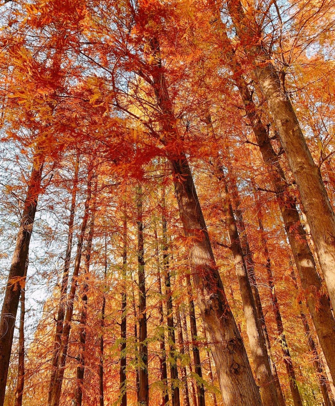 佐藤瀬奈さんのインスタグラム写真 - (佐藤瀬奈Instagram)「久しぶりの青空🥰 紅葉がキレイだった〜🍁⠀ ⠀ 👶も興味津々に周りをキョロキョロ☺️💓 癒しのひと時でした🤤⠀ ⠀ ワンピース @_ruruofficial_  ジーンズ @uniqlo  バッグ @katespadejapan  パンプス @_ruruofficial_ ⠀ ⠀ ⠀  #紅葉#紅葉2019#メタセコイア並木#メタセコイア#イチョウ#イチョウ並木#赤ちゃんのいる生活#お散歩#お散歩コーデ#ママコーデ#冬コーデ#rurumu#イチナナキログラム#17kg#katespade#uniqlo#ユニクロ#mamagirl ⠀」11月30日 19時31分 - senapuu