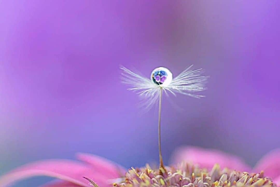 花の写真館のインスタグラム：「Photo by 坂口夢華.⠀ .⠀ Original Post[投稿頂いたURL]⠀ https://www.facebook.com/photo.php?fbid=777077589371853⠀ .⠀ 本アカウントは、 #私の花の写真 をつけてInstagramに投稿された皆さまの花の写真や、「花の写真館」Facebookページで投稿された花の写真を紹介します。⠀ 「花の写真館」Facebookページは、「 @floral.photograph 」のプロフィールにあるURLからご覧ください。⠀ .⠀ #花の写真館 #floralphotograph #floralphoto #flower #flowers⠀ Follow: @floral.photograph」