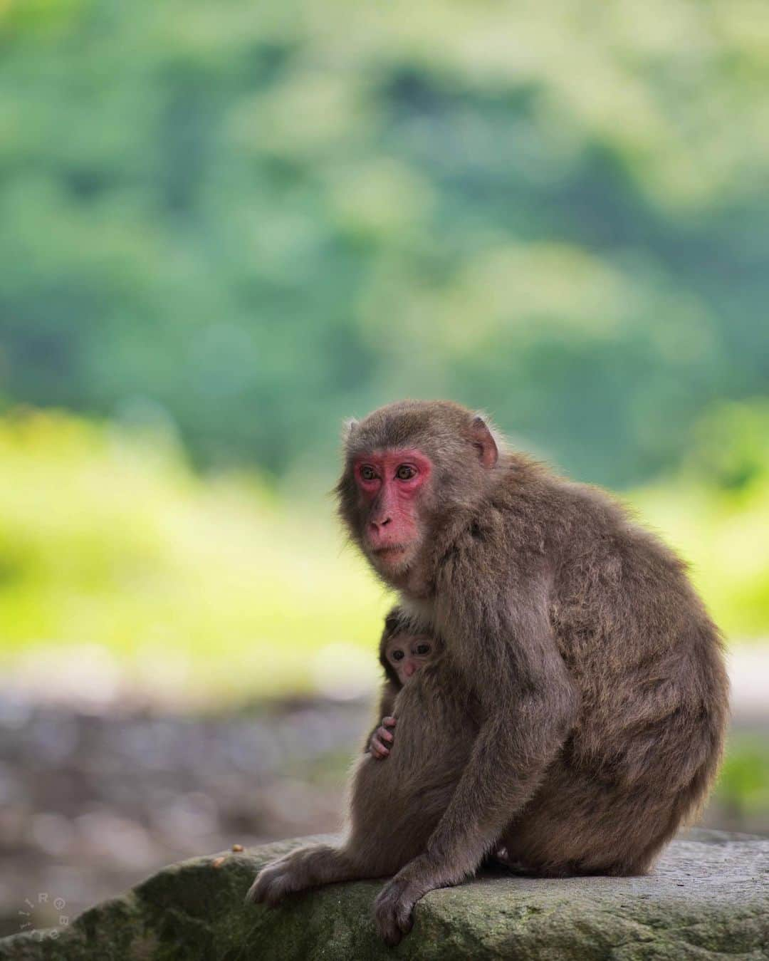 rabbiiiiiのインスタグラム：「* 🐒 * * #🐒 #igersjp #fukuoka * * Location: Fukuoka Japan 🇯🇵」