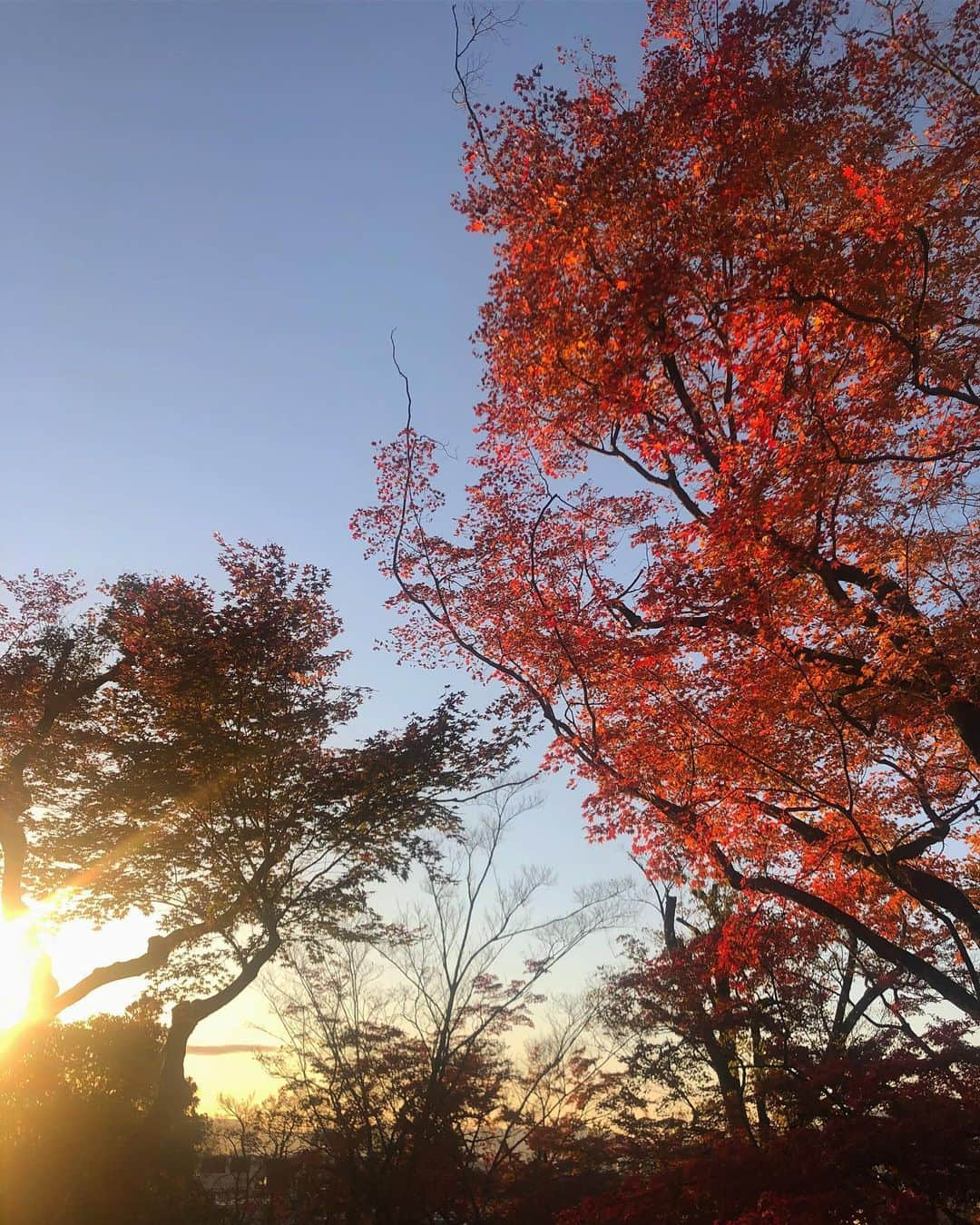 鬼辻麻衣さんのインスタグラム写真 - (鬼辻麻衣Instagram)「今年も紅葉見に行けた🍁🎍 ・ ・ #禅林寺 #紅葉」11月30日 19時58分 - kitsumai