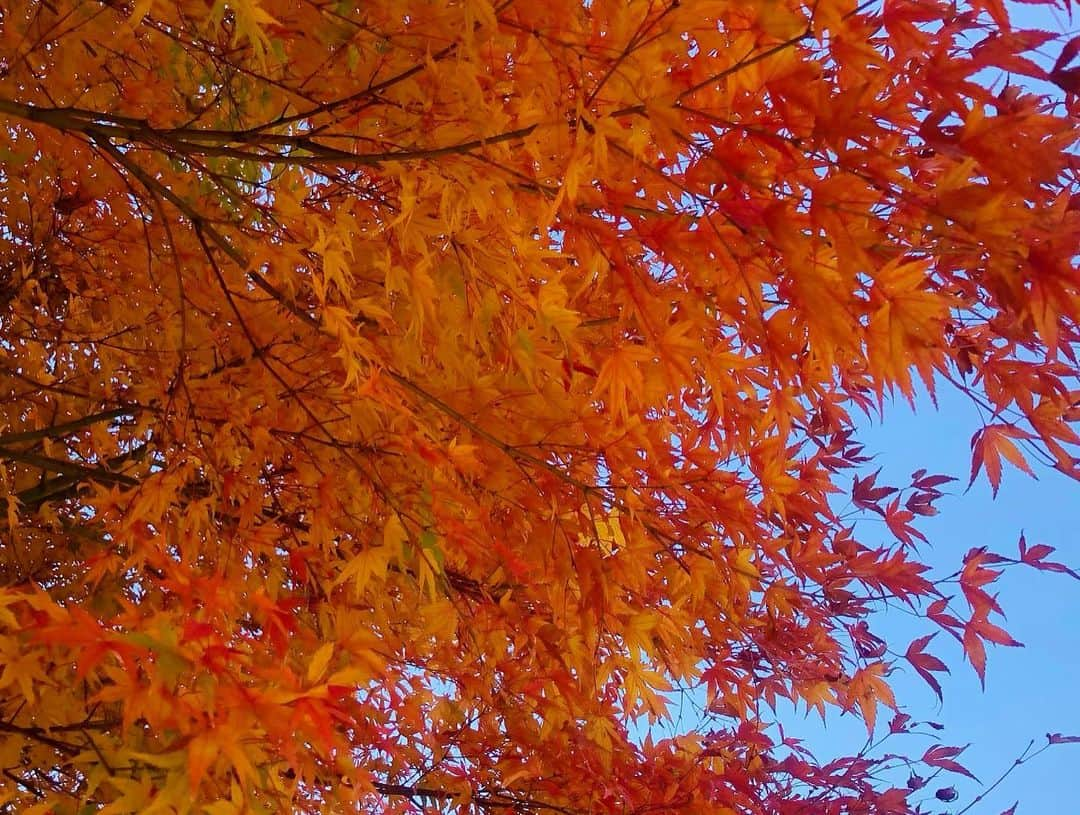 久慈暁子さんのインスタグラム写真 - (久慈暁子Instagram)「* 今朝は京都から紅葉をお届けしましたが 昨日名古屋に行ったら 紅葉が見頃でした🍁 燃えるような赤と黄色の葉が美しい✨ 秋が来たな〜と実感する前に 冬が来た感じがしていたので 感激しました😭 この週末紅葉狩りに出かける方も多いのかな？ あたたかくしてお出かけください☺️ * #愛知 #名古屋 #紅葉 #紅葉を見に行こうよう　 #言いたくなるやつ #今週の久慈さん」11月30日 20時03分 - kuji_akiko