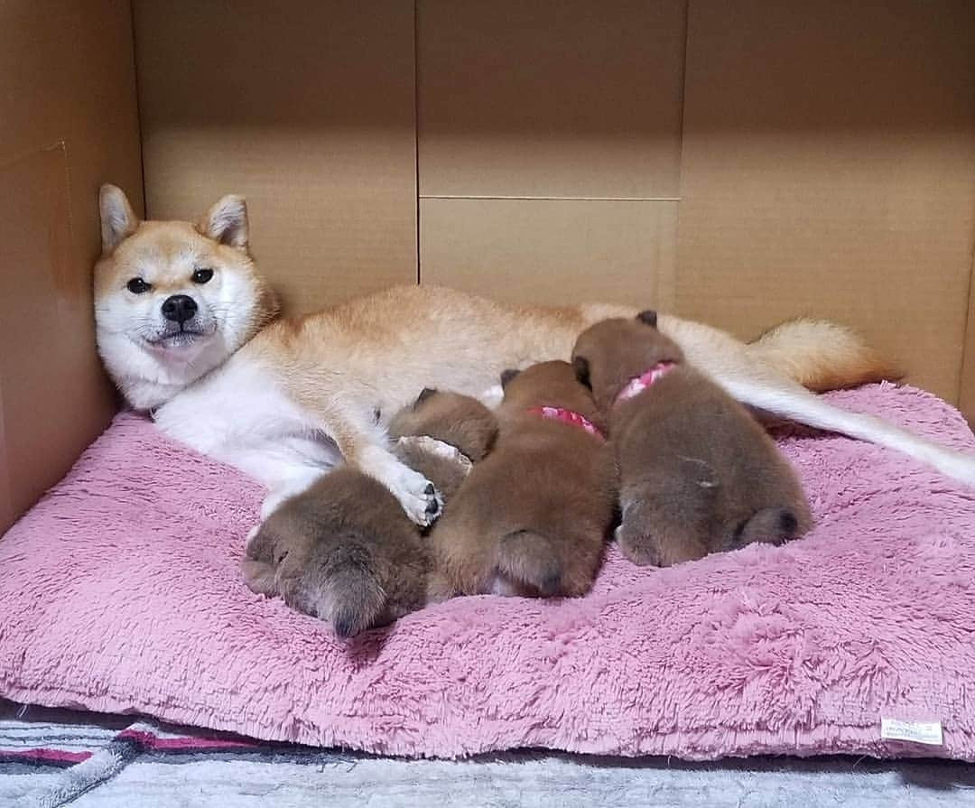 柴犬たま Shibainu Tamaのインスタグラム