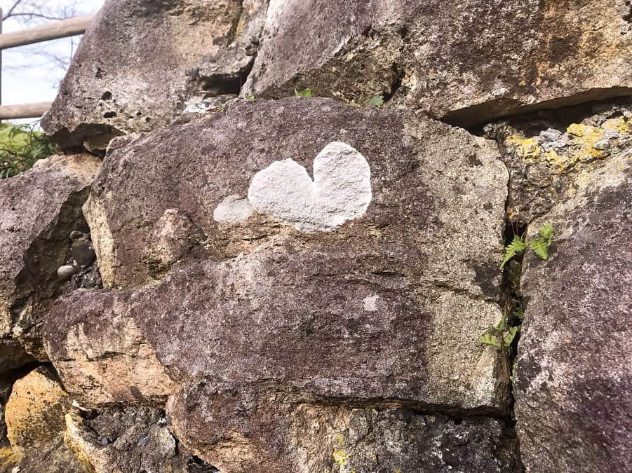 松浦彩さんのインスタグラム写真 - (松浦彩Instagram)「*** ⠀石垣に恋をした苔 ♡ —————————— ⠀ 撮影中、石垣に白いハートを見つけたんですが どうやらこれ、自然に生えた苔みたいです🤭💓 ⠀ このハートがあったのは臥牛山(がぎゅうざん) 新潟県村上市にある標高135mの小さなお山です。その昔 #村上城 というお城がそびえていた場所で、お散歩感覚で散策することができます🌱 ⠀ 頂上からは街並みと日本海に浮かぶ佐渡ヶ島を見ることができ、春は桜、夏はブナの名所としても知られているそうです🌸秋は付近の山々の紅葉も楽しめました🍁 ⠀ 臥牛山に登られる際は、苔でできた真っ白のハートもぜひ探してみてください🔍 ⠀ #新潟庄内デスティネーションキャンペーン 遊びにきてね♡ ⠀ #ハートの苔 #新潟 #村上市 #臥牛山 #村上城址 #お城の石垣 #石垣のハート #ハートの石垣 #白い苔 #苔すたぐらむ #ハート見つけた」11月30日 20時32分 - ayamatsuura.s