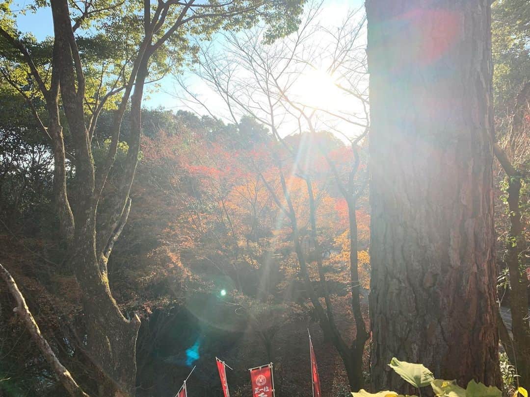 上野遥さんのインスタグラム写真 - (上野遥Instagram)「🍁🍁🍁 #太宰府天満宮 #紅葉　#紅葉狩り ？」11月30日 20時52分 - harutan.pink