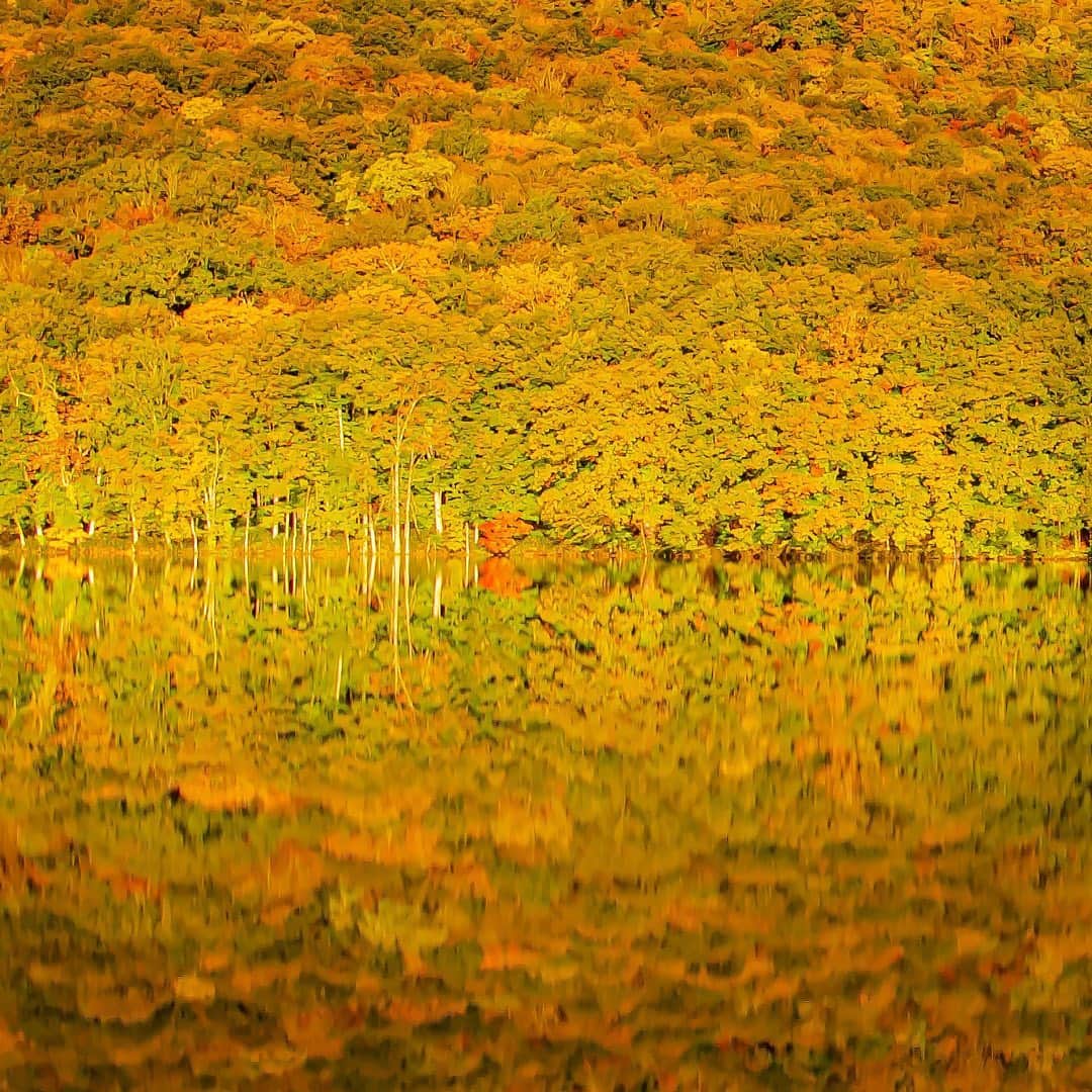 tomohiro koshikaのグルメインスタ