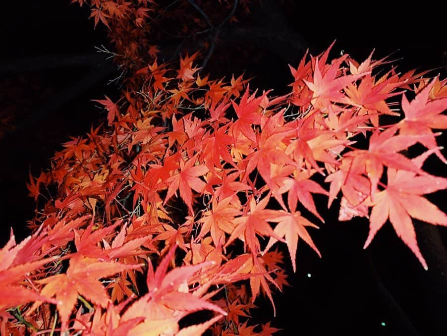 坂本遥奈さんのインスタグラム写真 - (坂本遥奈Instagram)「この時期の楽しみ🍁🍁 ハルも今週友達と#紅葉 行ってきたよ🍁みんなは行ったかなー？」11月30日 21時28分 - haruna_sakamoto_official