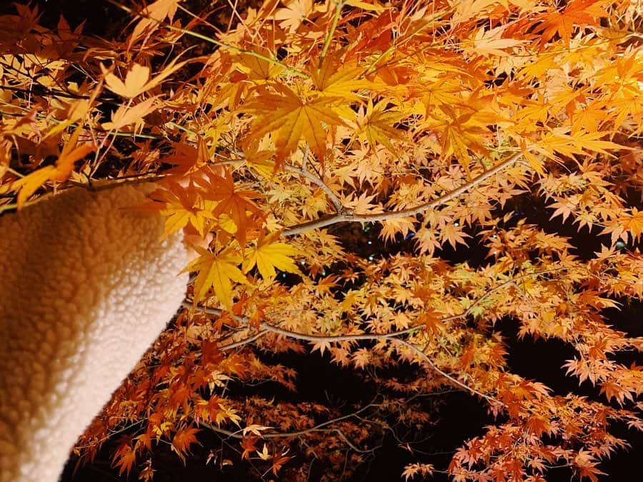 坂本遥奈さんのインスタグラム写真 - (坂本遥奈Instagram)「この時期の楽しみ🍁🍁 ハルも今週友達と#紅葉 行ってきたよ🍁みんなは行ったかなー？」11月30日 21時28分 - haruna_sakamoto_official