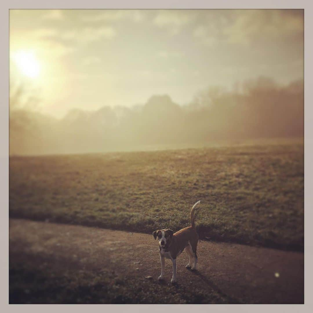 デビッド・モリシーさんのインスタグラム写真 - (デビッド・モリシーInstagram)「Morning Walk!」11月30日 21時36分 - davidmorrissey