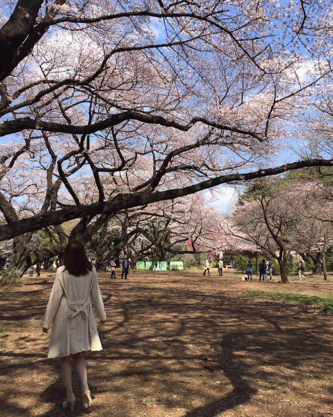 桜木凛さんのインスタグラム写真 - (桜木凛Instagram)「前のコメントで、この画像欲しいと言ってくれた方がいたのでUP🌸  私もお気に入りだし、 大切で印象深い思い出の写真なので、ちゃんと保存してあった😌🌸✨」11月30日 21時44分 - rin0303rin