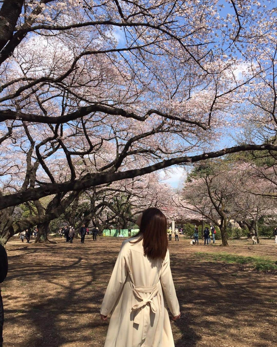 桜木凛さんのインスタグラム写真 - (桜木凛Instagram)「前のコメントで、この画像欲しいと言ってくれた方がいたのでUP🌸  私もお気に入りだし、 大切で印象深い思い出の写真なので、ちゃんと保存してあった😌🌸✨」11月30日 21時44分 - rin0303rin