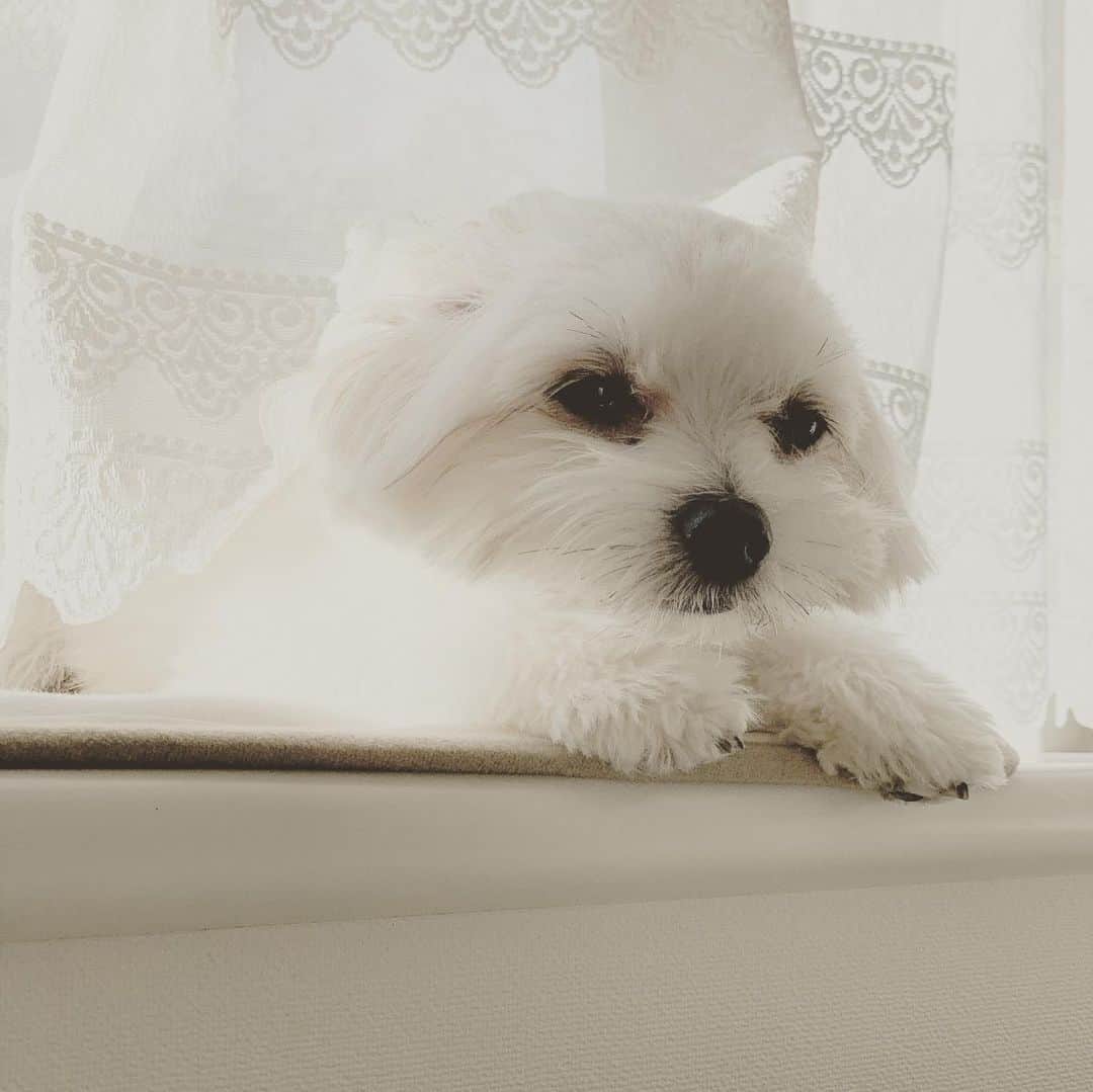 チャン・リーメイさんのインスタグラム写真 - (チャン・リーメイInstagram)「窓際カーテンからの ひょっこりボー🤗✨ 耳がないとマルチーズちゃんみたいだネ💕 #ひょっこりはん　#耳でか犬　#謎犬」11月30日 21時54分 - limeichiang
