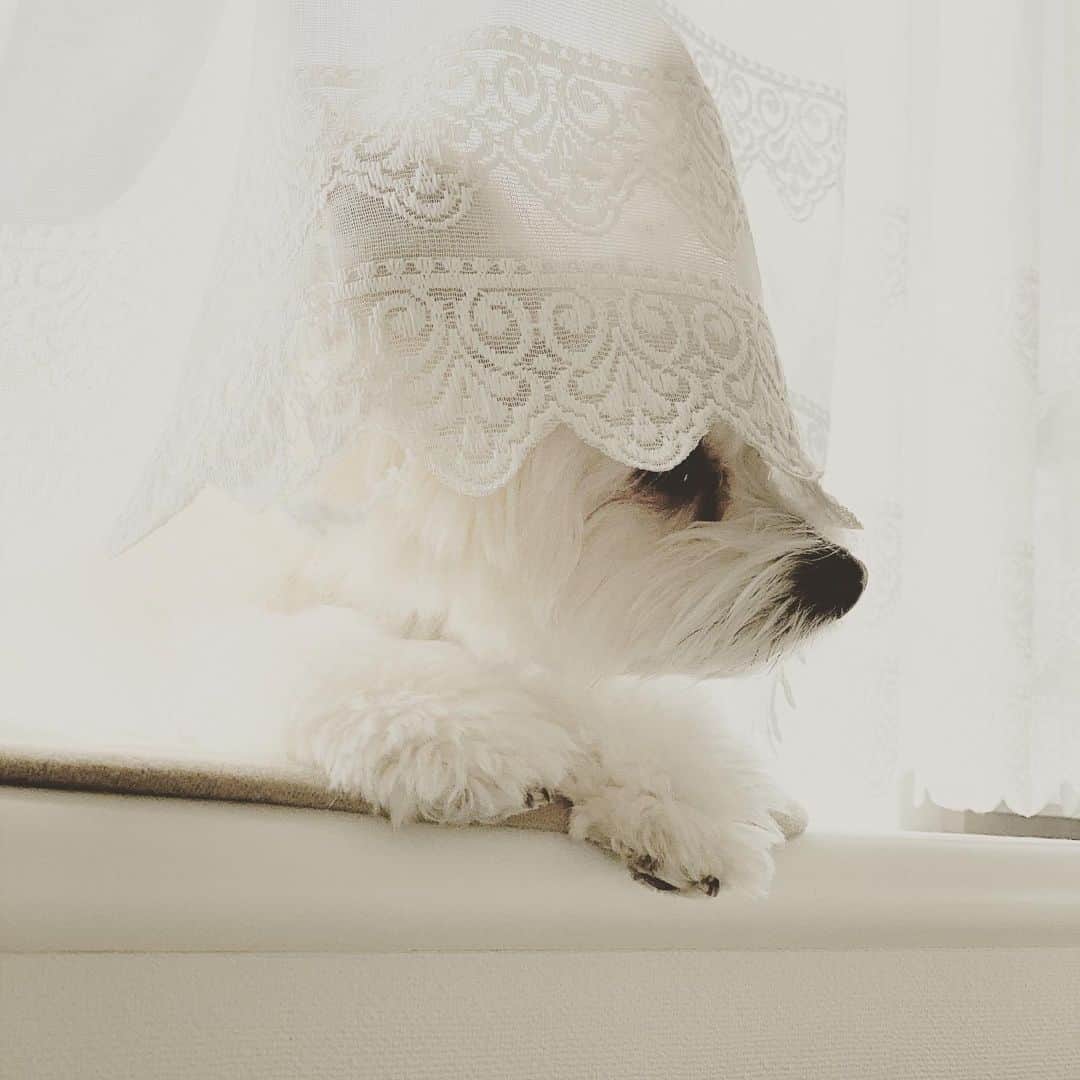 チャン・リーメイさんのインスタグラム写真 - (チャン・リーメイInstagram)「窓際カーテンからの ひょっこりボー🤗✨ 耳がないとマルチーズちゃんみたいだネ💕 #ひょっこりはん　#耳でか犬　#謎犬」11月30日 21時54分 - limeichiang