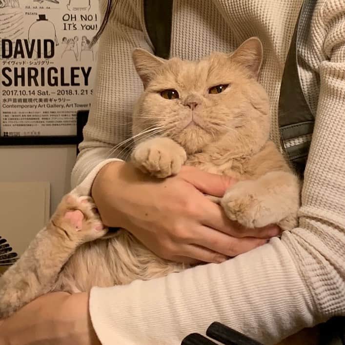 濱中鮎子のインスタグラム：「坊を見るとおはぎが食べたくなります。  #cat #ネコ #小心者の親分 #チャイ坊 #チャイ #chai #britishshorthair #ブリティッシュショートヘア #クラッシュフェイス #ぶチャイく #愛の交歓」