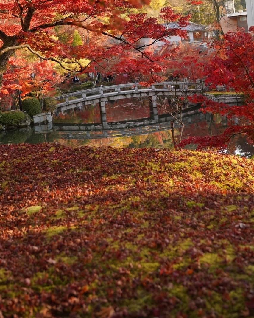Princess M Classicさんのインスタグラム写真 - (Princess M ClassicInstagram)「Princess M Classicのボギーです。 少し終盤に差し掛かった感がありますが、京都の秋はまだまだ真っ盛り！ カメラを抱えて見に行って来ました。 紅葉の色具合がとても素晴らしい！ 外国人の方も多くて、全国からたくさんの方で賑わっていましたよー 皆さんのところはどうでしょうか？  #antique  #紅葉  #京都  #赤いじゅうたん」11月30日 22時18分 - princessmclassic
