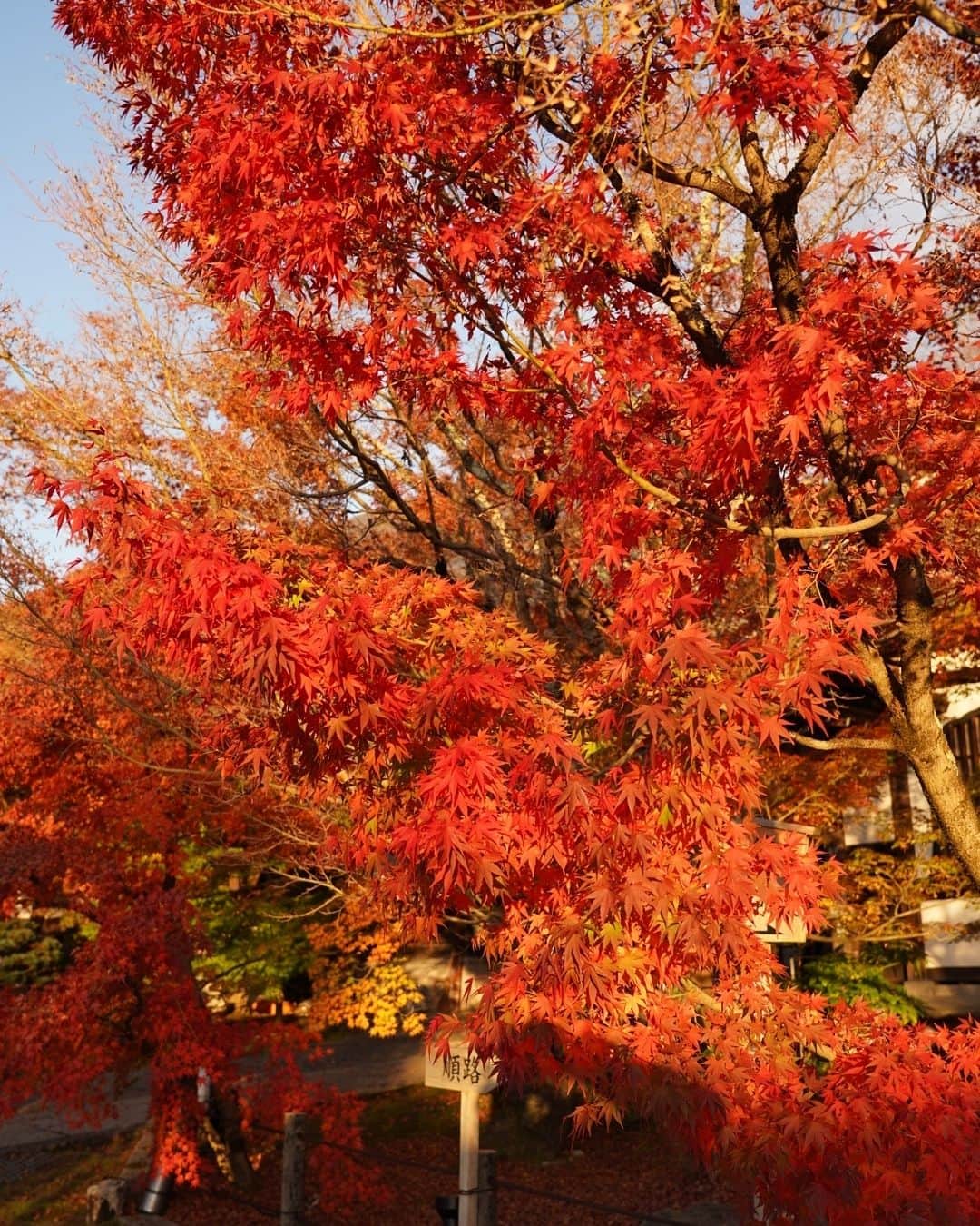 Princess M Classicのインスタグラム：「Princess M Classicのボギーです。 少し終盤に差し掛かった感がありますが、京都の秋はまだまだ真っ盛り！ カメラを抱えて見に行って来ました。 紅葉の色具合がとても素晴らしい！ 外国人の方も多くて、全国からたくさんの方で賑わっていましたよー 皆さんのところはどうでしょうか？  #antique  #紅葉  #京都  #赤いじゅうたん」