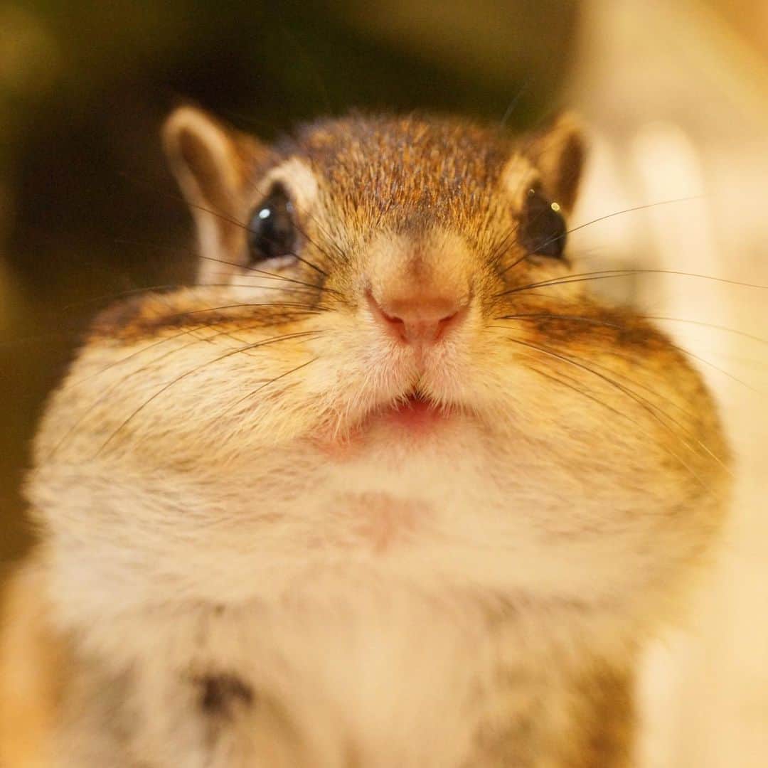 ビッケ & トッドさんのインスタグラム写真 - (ビッケ & トッドInstagram)「#Tod  Can I have another walnut, please?  僕にもう一個ナッツくれませんか？  #chipmunk #シマリス #リス」11月30日 22時20分 - bikke_the_chip