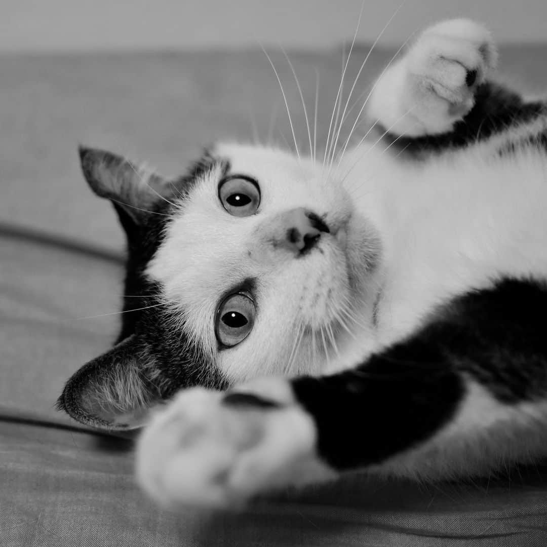 宇野陽介さんのインスタグラム写真 - (宇野陽介Instagram)「疲れたら猫むのが一番。 やる気の八。 #八おこめ #やる気」11月30日 22時29分 - yorkuno