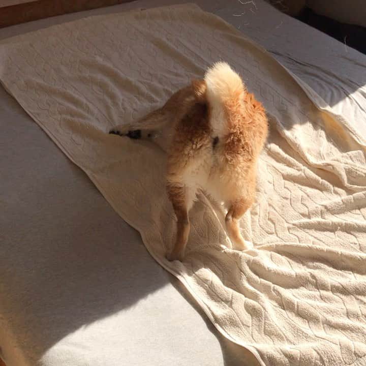 マル子のインスタグラム：「本日のお風呂後のセルフ拭き拭き🛁  #かめマル子 #マル子  #人間ベッドで拭いてやる #今回は毛が浮きまくり #この後の洗濯が大変」