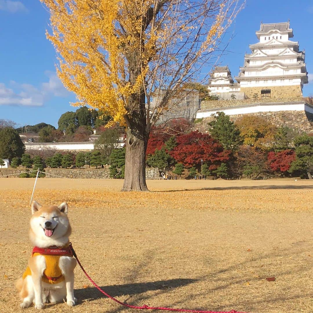 てんパパさんのインスタグラム写真 - (てんパパInstagram)「てんちゃんと初めて姫路城に来た！ @kiyotora8455 さんと再会して、一緒にぐるっと一周散策。 楽しく気持ちの良い秋の日でした。 #姫路城 #白鷺城 #世界遺産と天然記念物」11月30日 23時04分 - tenchan.shiba