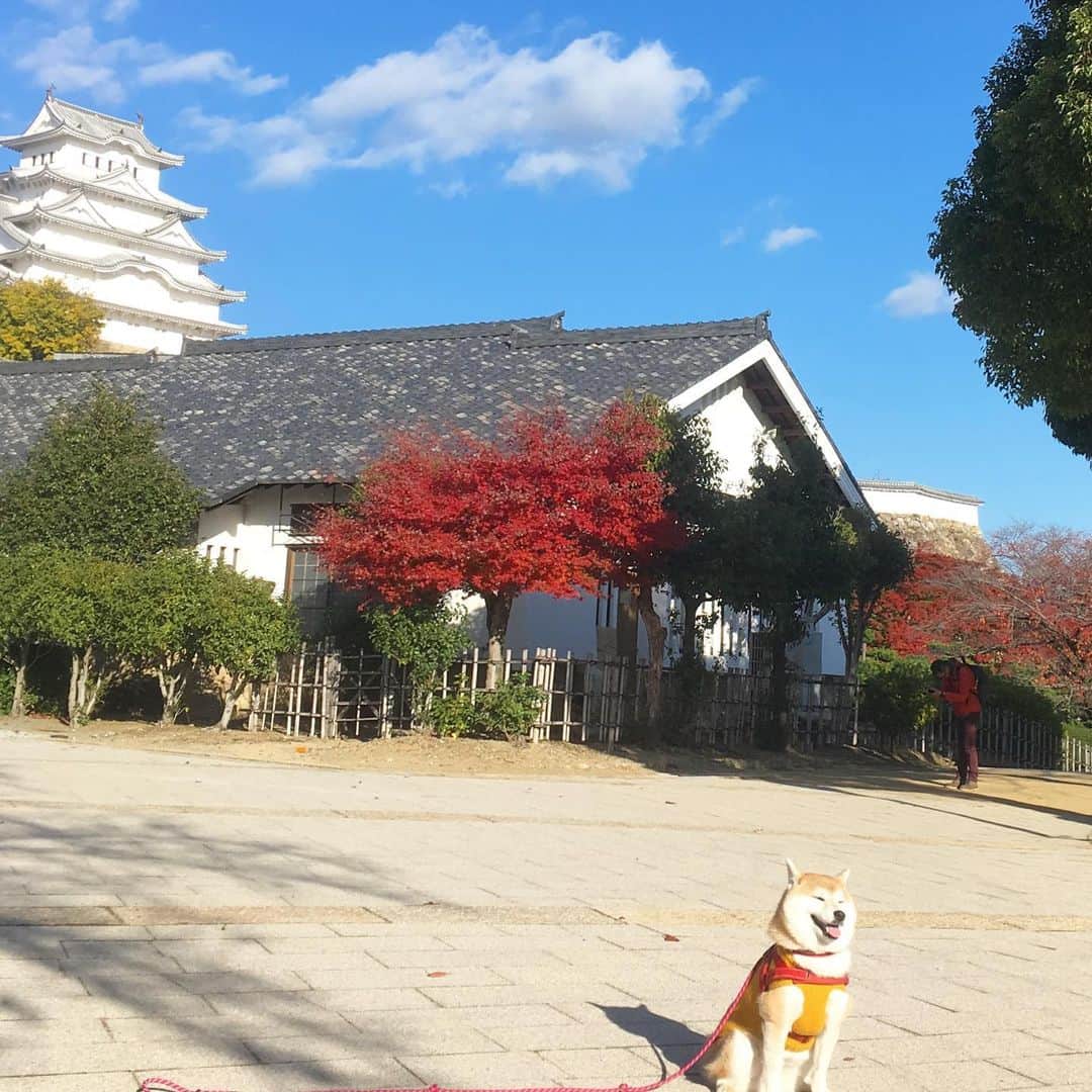 てんパパさんのインスタグラム写真 - (てんパパInstagram)「てんちゃんと初めて姫路城に来た！ @kiyotora8455 さんと再会して、一緒にぐるっと一周散策。 楽しく気持ちの良い秋の日でした。 #姫路城 #白鷺城 #世界遺産と天然記念物」11月30日 23時04分 - tenchan.shiba