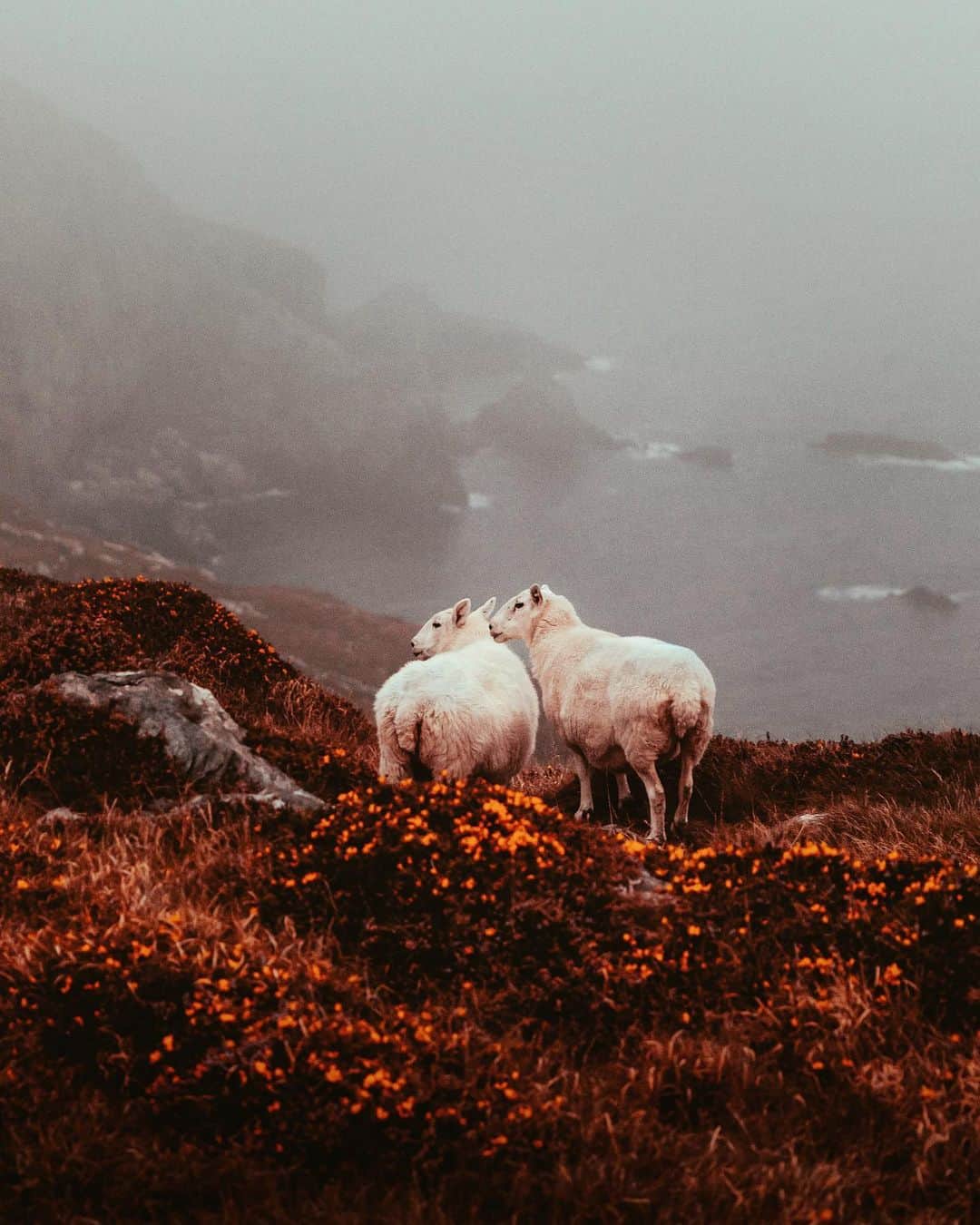 のインスタグラム：「Irish scenery ✨#loveireland」
