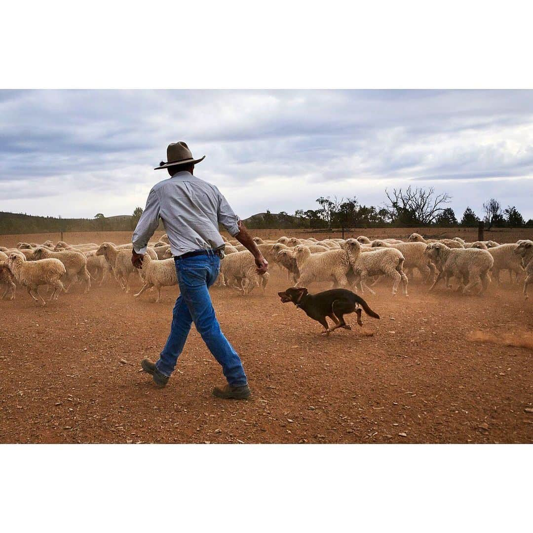 スティーブ・マカリーさんのインスタグラム写真 - (スティーブ・マカリーInstagram)「1st image: Boy from Surma Tribe, Omo Valley, #Ethiopia, 2012. 2nd image: Man herds #sheep with his kelpie, #Angorichina, #Australia, 2018. 3rd image: Mahout washes #elephants in a river, Pegu Hills, #Myanmar, 1994.  Some of these images can be found in my new book, “Animals,” link in my bio to purchase.  #SteveMcCurry #SteveMcCurryAnimals」11月30日 23時44分 - stevemccurryofficial