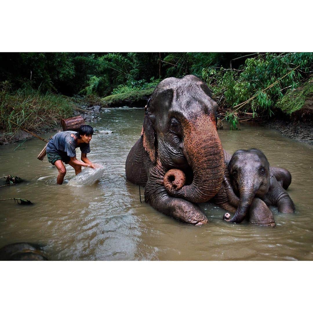 スティーブ・マカリーさんのインスタグラム写真 - (スティーブ・マカリーInstagram)「1st image: Boy from Surma Tribe, Omo Valley, #Ethiopia, 2012. 2nd image: Man herds #sheep with his kelpie, #Angorichina, #Australia, 2018. 3rd image: Mahout washes #elephants in a river, Pegu Hills, #Myanmar, 1994.  Some of these images can be found in my new book, “Animals,” link in my bio to purchase.  #SteveMcCurry #SteveMcCurryAnimals」11月30日 23時44分 - stevemccurryofficial