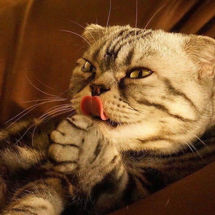 のインスタグラム：「🐱ねこのきもちWEBMAGAZINE にて、猫エッセイが更新されました。今回は「渋ネコづくし」のお話です🐈是非お楽しみ下さい。 【渋ネコししまるさん】#23 ｜ねこのきもちWEB MAGAZINE https://cat.benesse.ne.jp/lovecat/content/?id=61451 🐱My essay about Shishi-maru is serialized in a weekly magazine:) ーーーーーーーーーーーーー 🌺「渋ネコ ししまるさん」ねこのきもちWEB MAGAZINE にて毎週金曜日エッセイの連載中 ーーーーーーーーーーー 📕「ぷっちねこ。」「3匹のちいさな猫を召喚できたなら」「ちいさな猫を召喚できたなら」徳間書店より単行本発売中 ーーーーーーーーーーー ⭐︎ねこ漫画→@tacos_cat 🌺Twitter →@taco_emonemon ーーーーーーーーーーー」