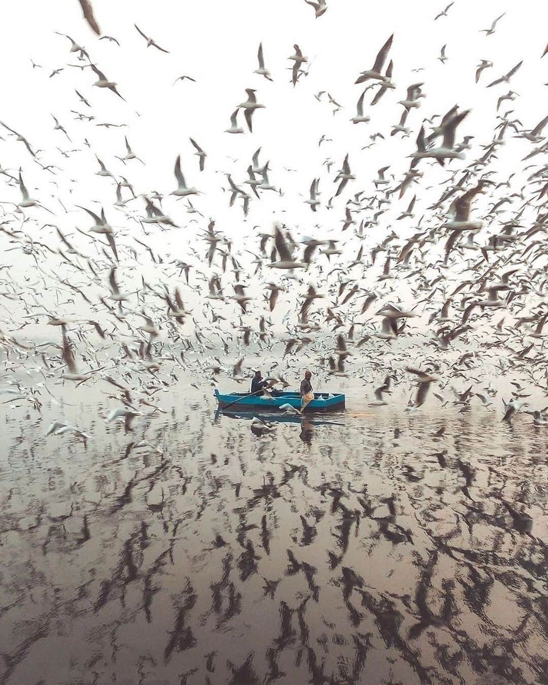 Canon Photographyさんのインスタグラム写真 - (Canon PhotographyInstagram)「Amazing photography from India. Even though the shot is very busy, it is still somewhat minimalistic. Brilliant!  Photography | @harmeetsingh1  #india #minimalism #seagulls #fisherman #birds #birdsofinstagram #indian」11月30日 23時50分 - cpcollectives