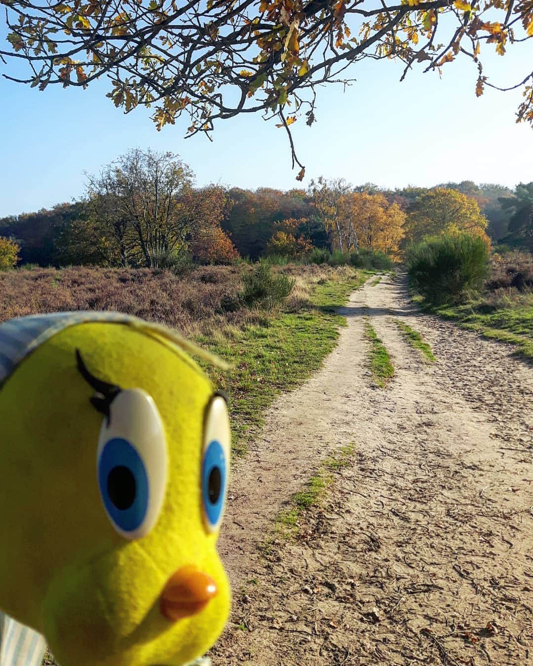Little Yellow Birdさんのインスタグラム写真 - (Little Yellow BirdInstagram)「These cold, crispy sunny days are the best!! Hope everyone is having a relaxed, happy weekend! #littleyellowbird #tweety #tweetykweelapis #adventures #yellow #bird #weekend #saturday #walking #heather #hei #sun #sunnyday #sunnyweather #november #autumn #herfst #fall #autumncolors #stuffedanimalsofinstagram #plushiesofinstagram」11月30日 23時59分 - tweetykweelapis