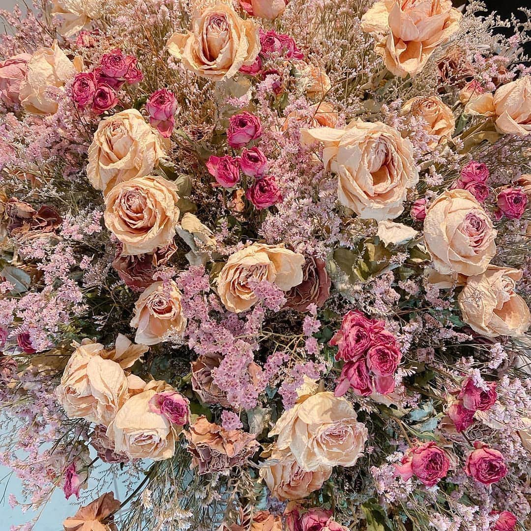 堀未央奈さんのインスタグラム写真 - (堀未央奈Instagram)「@horimiona_2nd 💐 花粉症だけどお花を買ったり育てたり 見たりするのがだいすきで #ドライフラワー も家でよく作ります  今年の春は桜を家に飾っていたのですが 今年の冬はなにを飾ろうか考え中…❤ #みなさんのすきな花は何ですか？ https://www.instagram.com/p/B5e9IevhHuL/ #堀未央奈2nd写真集 #堀未央奈写真集 #堀未央奈 #HoriMiona #みおな #乃木坂46 #Nogizaka46 #2期生 #岐阜県 #東京」12月1日 0時01分 - horimiona46