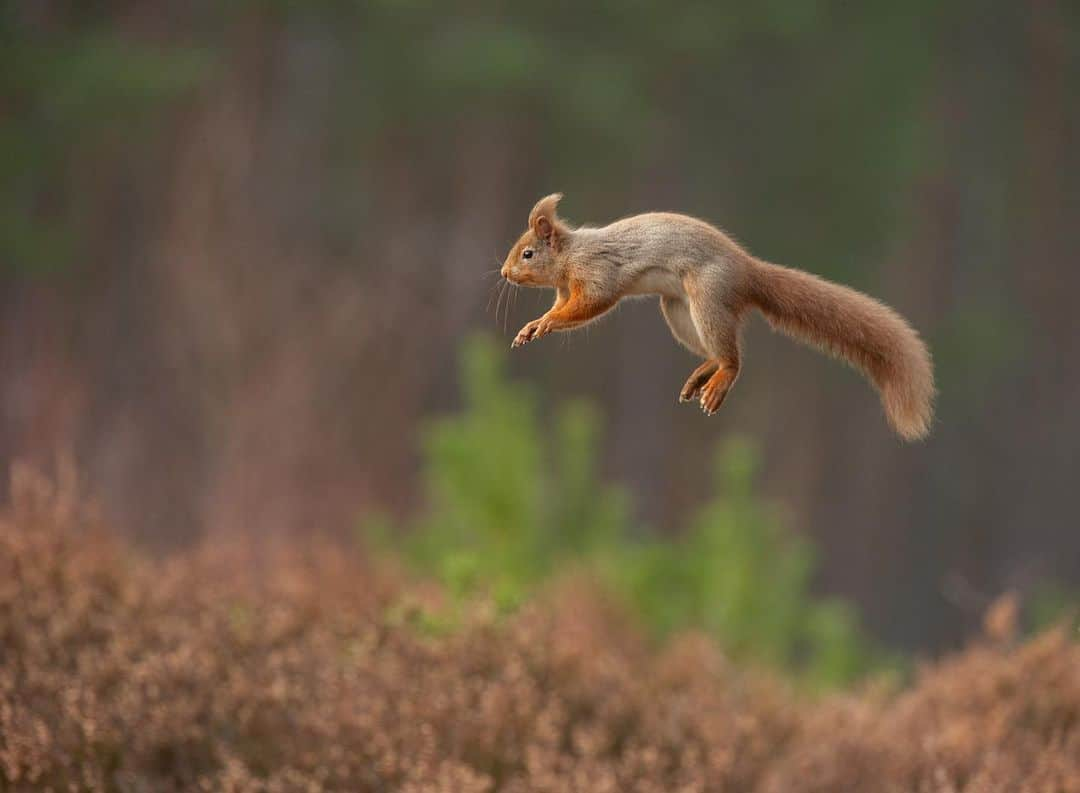 thephotosocietyさんのインスタグラム写真 - (thephotosocietyInstagram)「Photograph by @andyparkinsonphoto/@thephotosociety  Red squirrel jumping – This is the first image that I have ever posted of a red squirrel jumping. In fact this is the first image of this behaviour that I’ve even bothered processing, even though it was taken somewhere between 2010-2012. Unfortunately I was always a bit of a numpty when it came to setting the date and time on my camera so the camera data says that it was taken in 2006. It wasn’t. The reason that I’ve never even bothered processing it is because there feels to me just something inherently naff about the image, so let me explain why. At the time I was leading winter wildlife workshops for my good mate @peter_cairns_photography at his home in the Scottish Highlands. One of the guests that week told me that he hoped to capture an image of the visiting squirrels jumping between branches but in my head I saw that as overly optimistic. Nevertheless, that night I started pondering the possibility and I soon realised that it was in fact incredibly easy to create such an opportunity. The squirrels at this site were visiting for nuts everyday anyway and so all I needed was to erect a take-off and landing point exactly equidistant from the hide. Although initially hesitant about me interfering with his set-up Pete agreed and I set to work, a job that took all of about 20 minutes before the squirrels came leaping into action. At the time this was the first commercial set-up for capturing this particular aspect of their arboreal athleticism but soon similar opportunities were popping up everywhere. It was I guess the contrived nature of the image that I was never truly comfortable with and why, until some 7-8 years later, I’d never even bothered processing a single image from those few days. If nothing else though this image does offer a useful window into their lives and from a behavioural point of view it’s interesting to see just how relaxed they look in mid-flight.」12月1日 0時03分 - thephotosociety