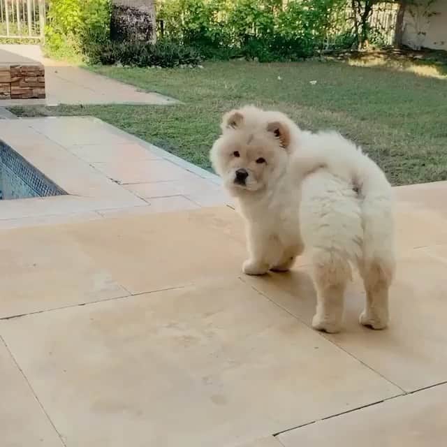 The Critter Havenのインスタグラム：「Yoga time  Video by @oscar.the.floof #TheCritterHaven」