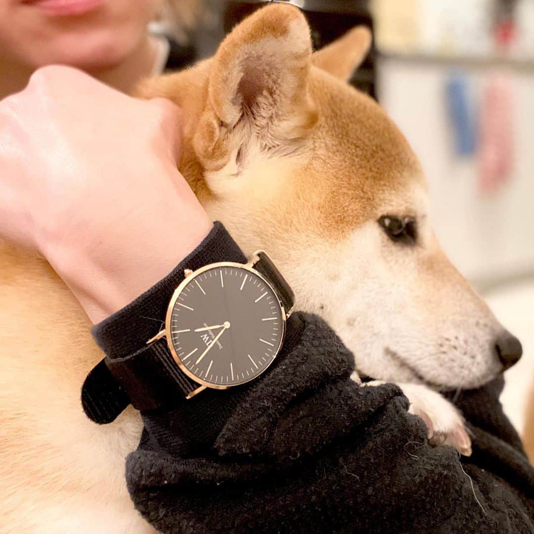 柴犬Mamesuke・Korosuke??大阪さんのインスタグラム写真 - (柴犬Mamesuke・Korosuke??大阪Instagram)「🐱🐻 🐾----*----*----*----*🐾 どんなけ寒くても、ギューーっとくっ付いていたらぬくぬくだね☺️💕 ・ ママが付けている時計は、　#ダニエルウェリントン　のもの❣️ シンプルだからどんな服にも合わせやすい🥰 そんなダニエルウェリントンのブラックフライデー期間限定セールがまもなく終了❗️ 最大のお得オファーをお見逃しなく、今すぐチェックしてみませんか😋 12/2迄の期間、 ①腕時計とアクセサリーまたはストラップの購入で30%OFF ②数量限定、一部の商品が最大50%OFF ③15%OFFクーポンコード併用可能、ギフトラッピング無料 もしよければ、クーポンコードは(mamesuke01)をお使い下さい❤️ 下のURLもしくは、　@danielwellington のページへ https://www.danielwellington.com/jp 🐾----*----*----*----*🐾 #PR #MameKoro #豆コロ #West_dog_japan #豆柴 #柴犬 #赤柴 #豆介 #コロ介 #shibagram #shibastagram #shibainu #shiba #shibadog」12月1日 1時23分 - mame_suke_i