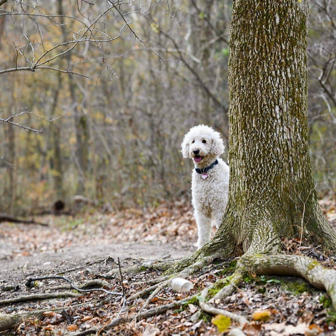 The Dogistさんのインスタグラム写真 - (The DogistInstagram)「Babka, Standard Poodle (4 y/o), Rolling Hill Park, Gladwyne, PA • “Sometimes I look at her and think she’s going to take the dog suit off and reveal herself as a little human being. Then I wonder if she thinks one day I’m going to reveal myself as a dog.” @dogsenjoylife」12月1日 1時24分 - thedogist