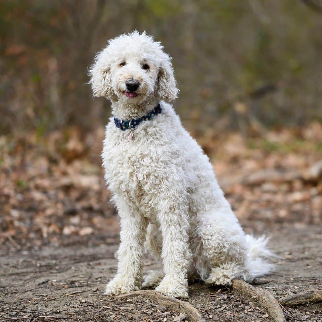 The Dogistさんのインスタグラム写真 - (The DogistInstagram)「Babka, Standard Poodle (4 y/o), Rolling Hill Park, Gladwyne, PA • “Sometimes I look at her and think she’s going to take the dog suit off and reveal herself as a little human being. Then I wonder if she thinks one day I’m going to reveal myself as a dog.” @dogsenjoylife」12月1日 1時24分 - thedogist
