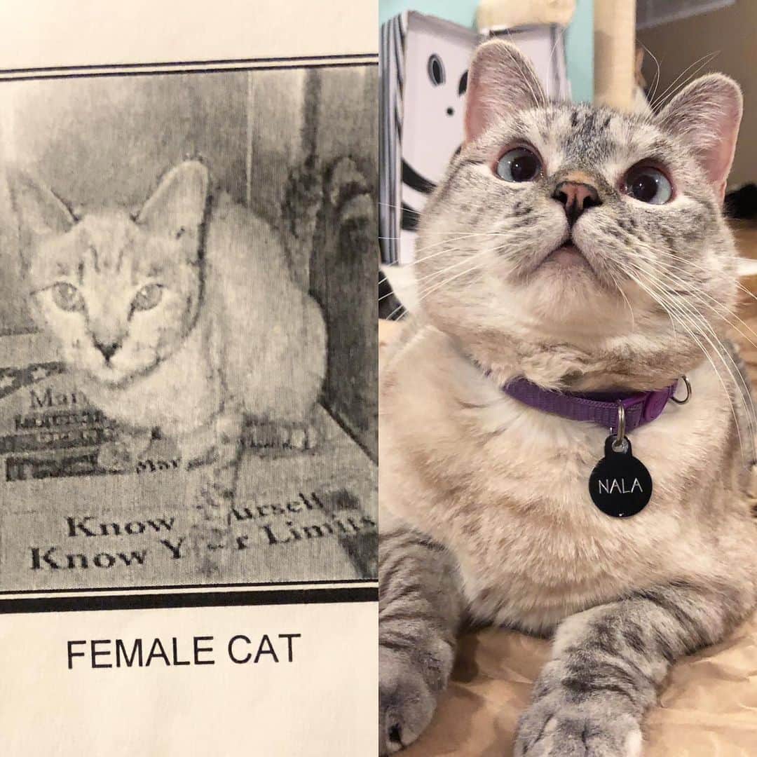nala_catさんのインスタグラム写真 - (nala_catInstagram)「When I was at the shelter on the left and me right now on the right! Swipe to see my adoption paperwork ❤️❤️❤️ #adopt #love #cats #catsofinstagram」12月1日 1時40分 - nala_cat
