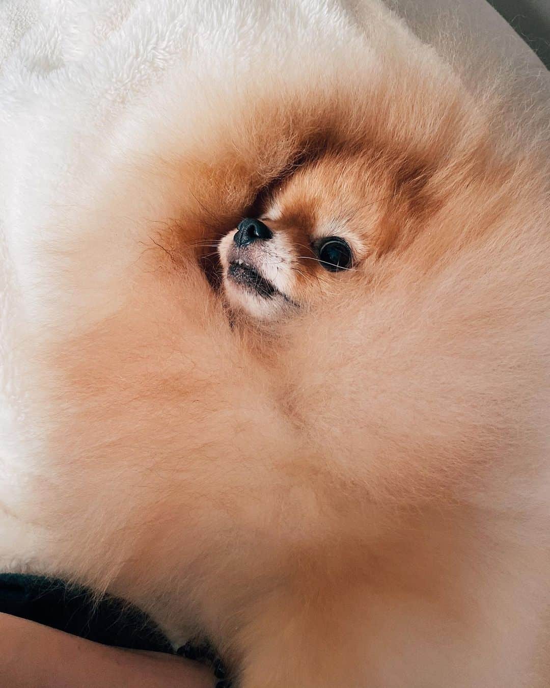 r_oseのインスタグラム：「Fabulous fur 🦁〰️」