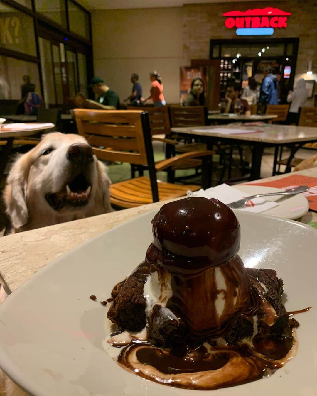 Bobさんのインスタグラム写真 - (BobInstagram)「Fechando o sabadão aqui em Campinas com um jantar Petfriendly!! Por mais lugares assim 🙏  @outbackbrasil no @galleriashopping . . . #pets #photooftheday #petsofinstagram #instagrammers #instagram #instadaily #vejasp #goldenretriever #goldenretrievers #goldenretrieversofinstagram #dogs #dogstyle #dogoftheday #dogsofinstagram #saopaulo #gudfriends #campinas #outbackbrasil #galleriashopping #petfriendly #petfriendlysp」12月1日 11時22分 - bob_marley_goldenretriever