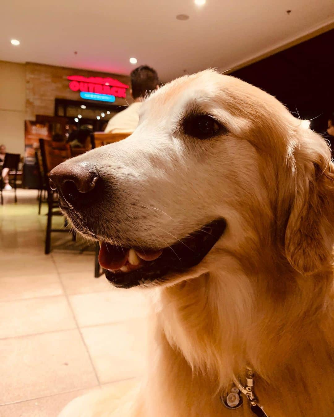 Bobさんのインスタグラム写真 - (BobInstagram)「Fechando o sabadão aqui em Campinas com um jantar Petfriendly!! Por mais lugares assim 🙏  @outbackbrasil no @galleriashopping . . . #pets #photooftheday #petsofinstagram #instagrammers #instagram #instadaily #vejasp #goldenretriever #goldenretrievers #goldenretrieversofinstagram #dogs #dogstyle #dogoftheday #dogsofinstagram #saopaulo #gudfriends #campinas #outbackbrasil #galleriashopping #petfriendly #petfriendlysp」12月1日 11時22分 - bob_marley_goldenretriever