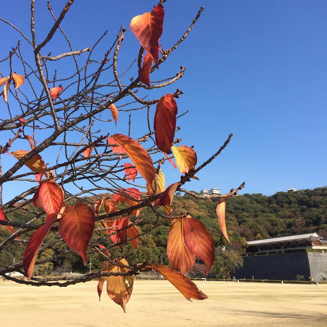 松田洋治のインスタグラム：「秋の松山」
