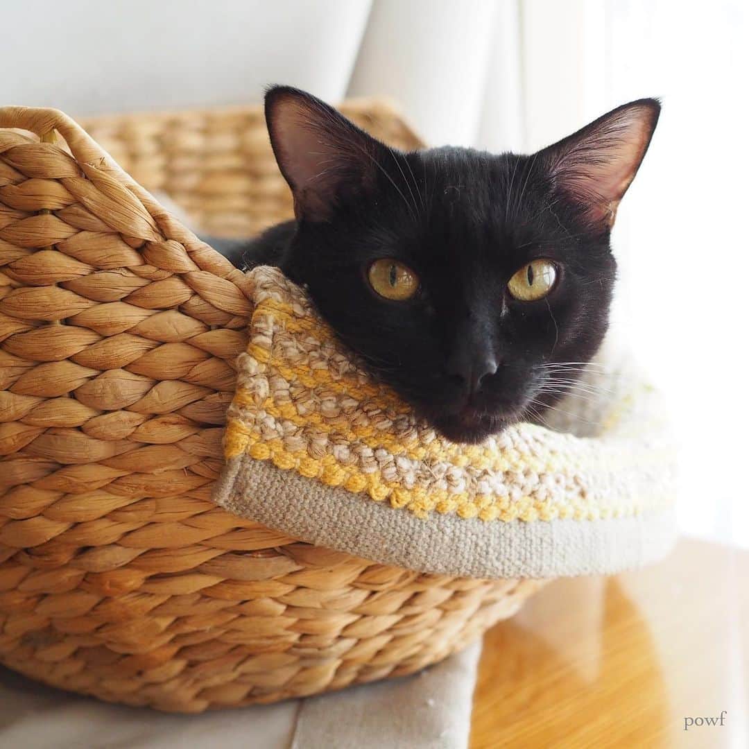 anemone_69のインスタグラム：「. #にゃま首 #ハカセとキョウジュ #blackcat #黒猫 #cat #猫 #保護猫 . . .」