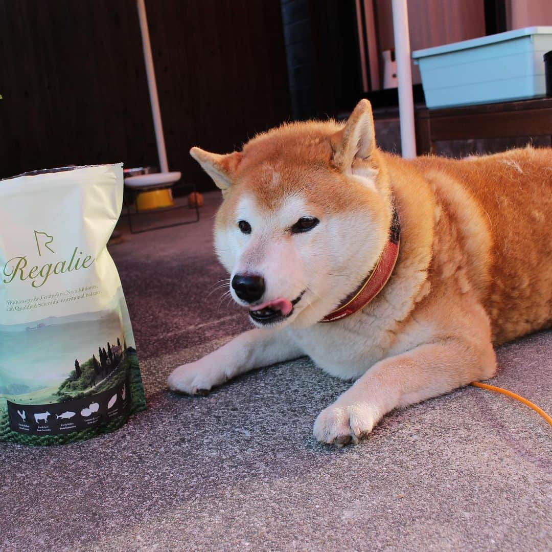 柴犬 たろさんのインスタグラム写真 - (柴犬 たろInstagram)「*. 美味しいカリカリをお試ししたよ🍚❤ タロちゃん、鼻の穴膨らませて、 大変気に入った🐻💕 大きい体で🐖 小粒しか食べないんだよ🐕😘 *  #柴犬 #shibainu  #レガリエ  @regalie_dogfood  #無添加  #グレインフリー  #国産」12月1日 11時53分 - tarochantarochan