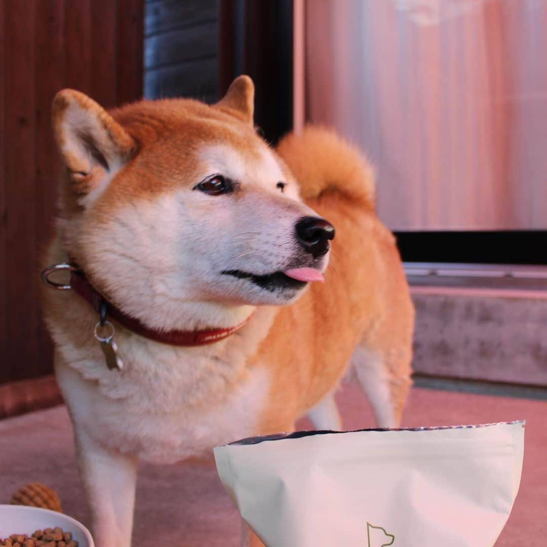 柴犬 たろさんのインスタグラム写真 - (柴犬 たろInstagram)「*. 美味しいカリカリをお試ししたよ🍚❤ タロちゃん、鼻の穴膨らませて、 大変気に入った🐻💕 大きい体で🐖 小粒しか食べないんだよ🐕😘 *  #柴犬 #shibainu  #レガリエ  @regalie_dogfood  #無添加  #グレインフリー  #国産」12月1日 11時53分 - tarochantarochan