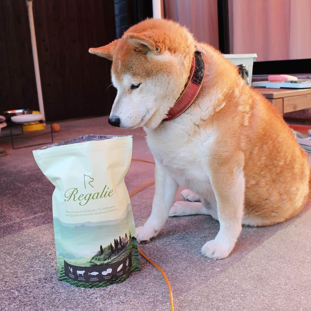 柴犬 たろさんのインスタグラム写真 - (柴犬 たろInstagram)「*. 美味しいカリカリをお試ししたよ🍚❤ タロちゃん、鼻の穴膨らませて、 大変気に入った🐻💕 大きい体で🐖 小粒しか食べないんだよ🐕😘 *  #柴犬 #shibainu  #レガリエ  @regalie_dogfood  #無添加  #グレインフリー  #国産」12月1日 11時53分 - tarochantarochan