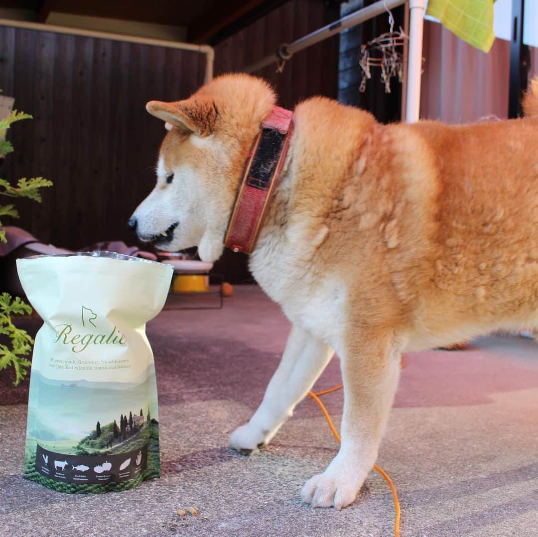 柴犬 たろさんのインスタグラム写真 - (柴犬 たろInstagram)「*. 美味しいカリカリをお試ししたよ🍚❤ タロちゃん、鼻の穴膨らませて、 大変気に入った🐻💕 大きい体で🐖 小粒しか食べないんだよ🐕😘 *  #柴犬 #shibainu  #レガリエ  @regalie_dogfood  #無添加  #グレインフリー  #国産」12月1日 11時53分 - tarochantarochan