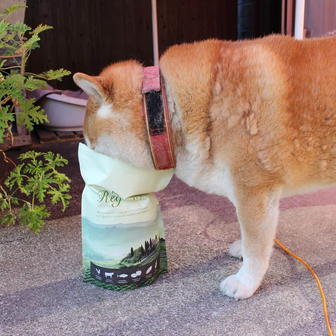 柴犬 たろさんのインスタグラム写真 - (柴犬 たろInstagram)「*. 美味しいカリカリをお試ししたよ🍚❤ タロちゃん、鼻の穴膨らませて、 大変気に入った🐻💕 大きい体で🐖 小粒しか食べないんだよ🐕😘 *  #柴犬 #shibainu  #レガリエ  @regalie_dogfood  #無添加  #グレインフリー  #国産」12月1日 11時53分 - tarochantarochan